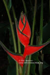 Heliconia orthotricha 'Fuzzy Red Peru'